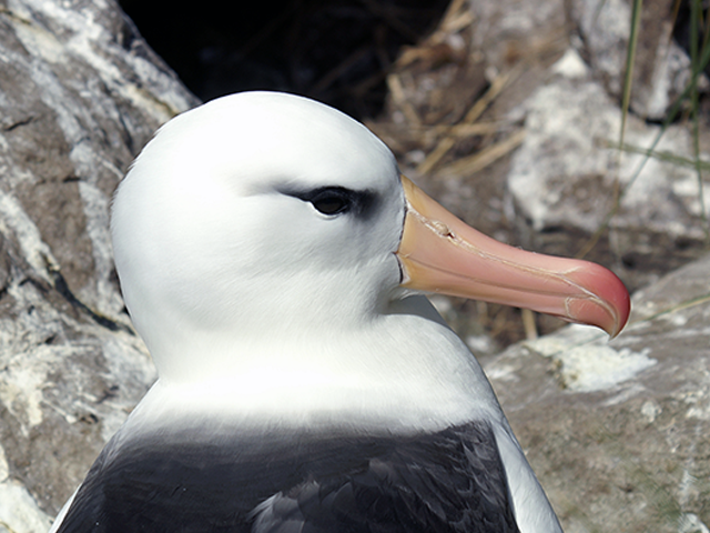 Black-browed Albatross by Lenare Thompson